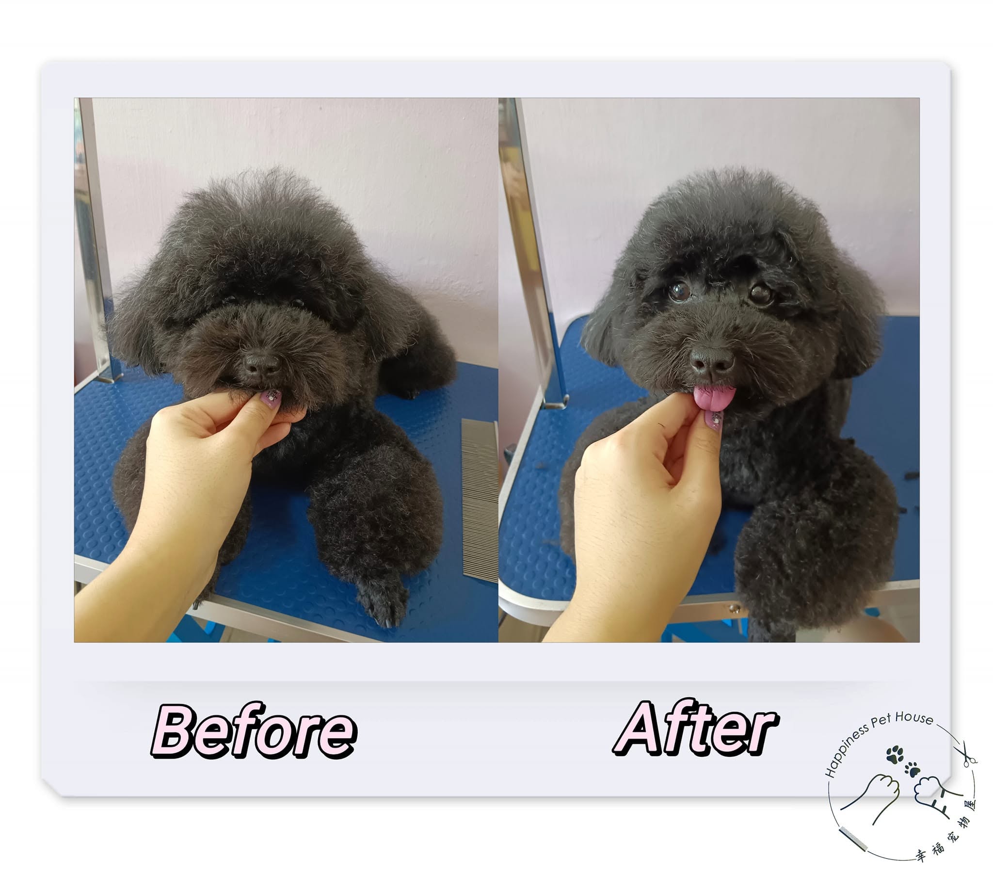 Dog grooming transformation in Tampin