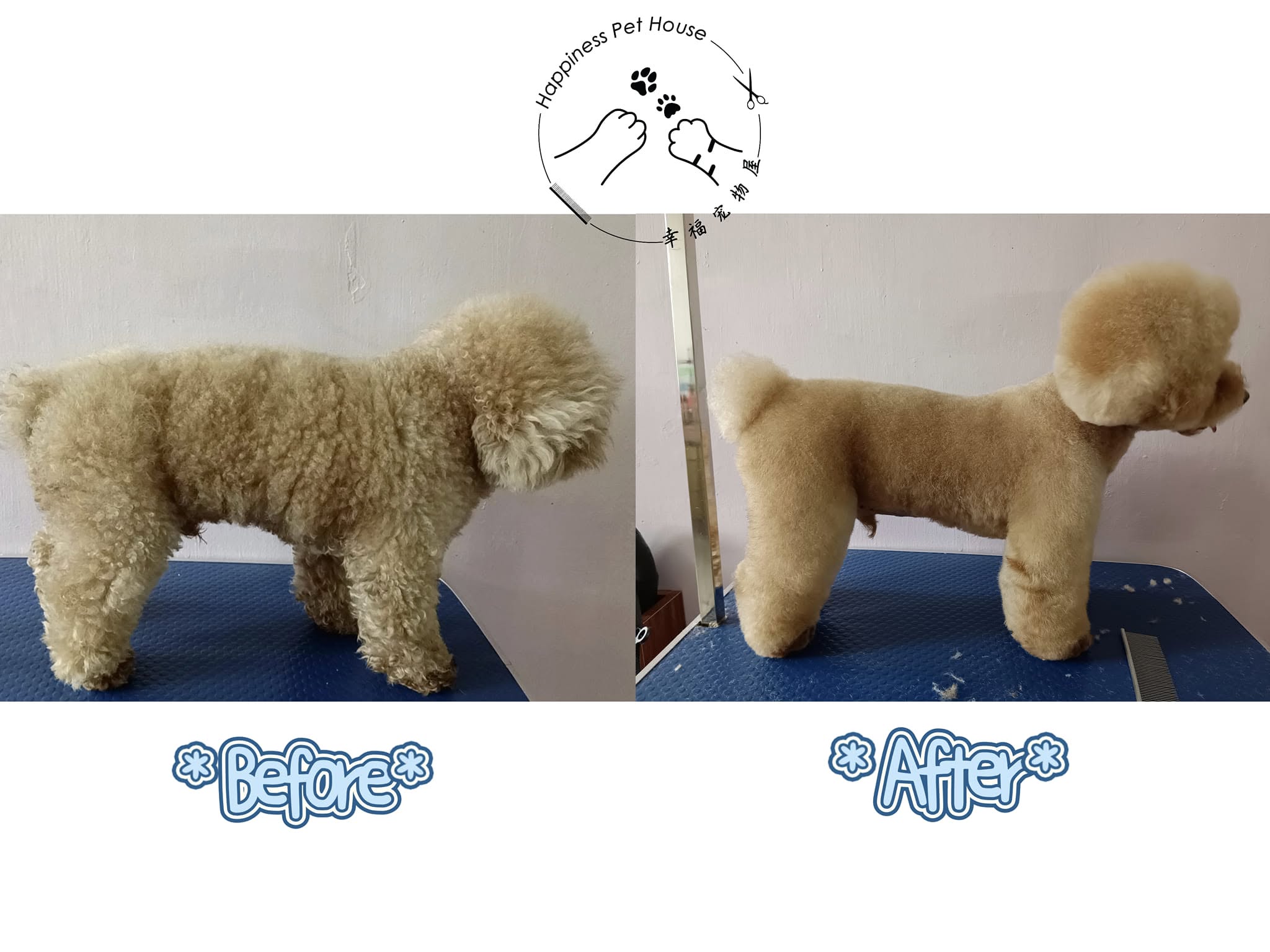 Poodle full-body groom before and after