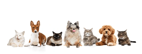 All breeds of dogs and cats welcome at Happiness Pet House Tampin