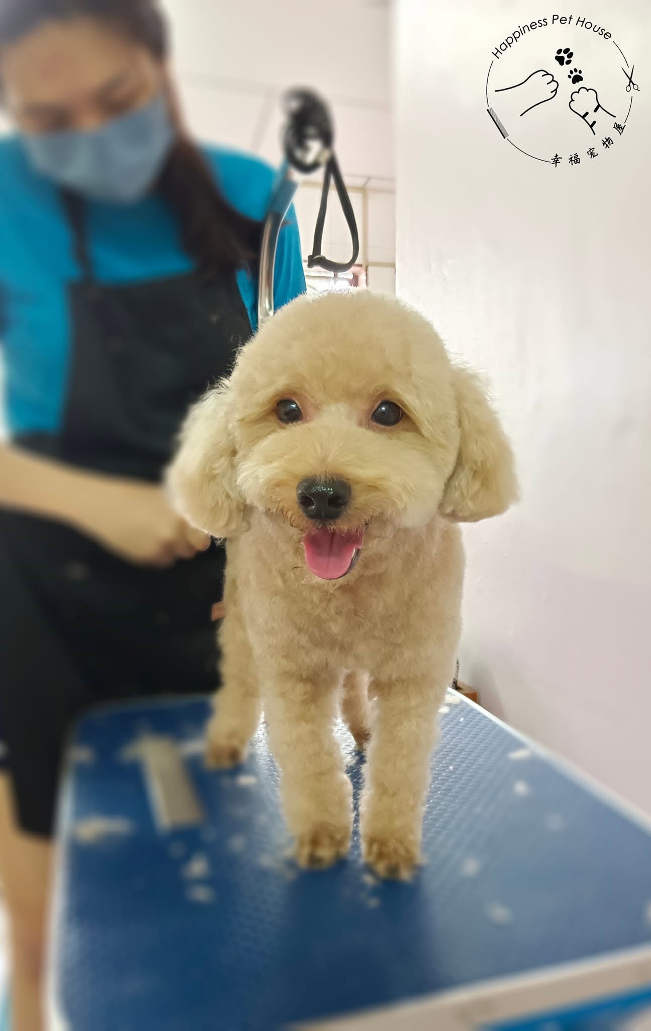 Groomer caring for a poodle at Happiness Pet House Tampin