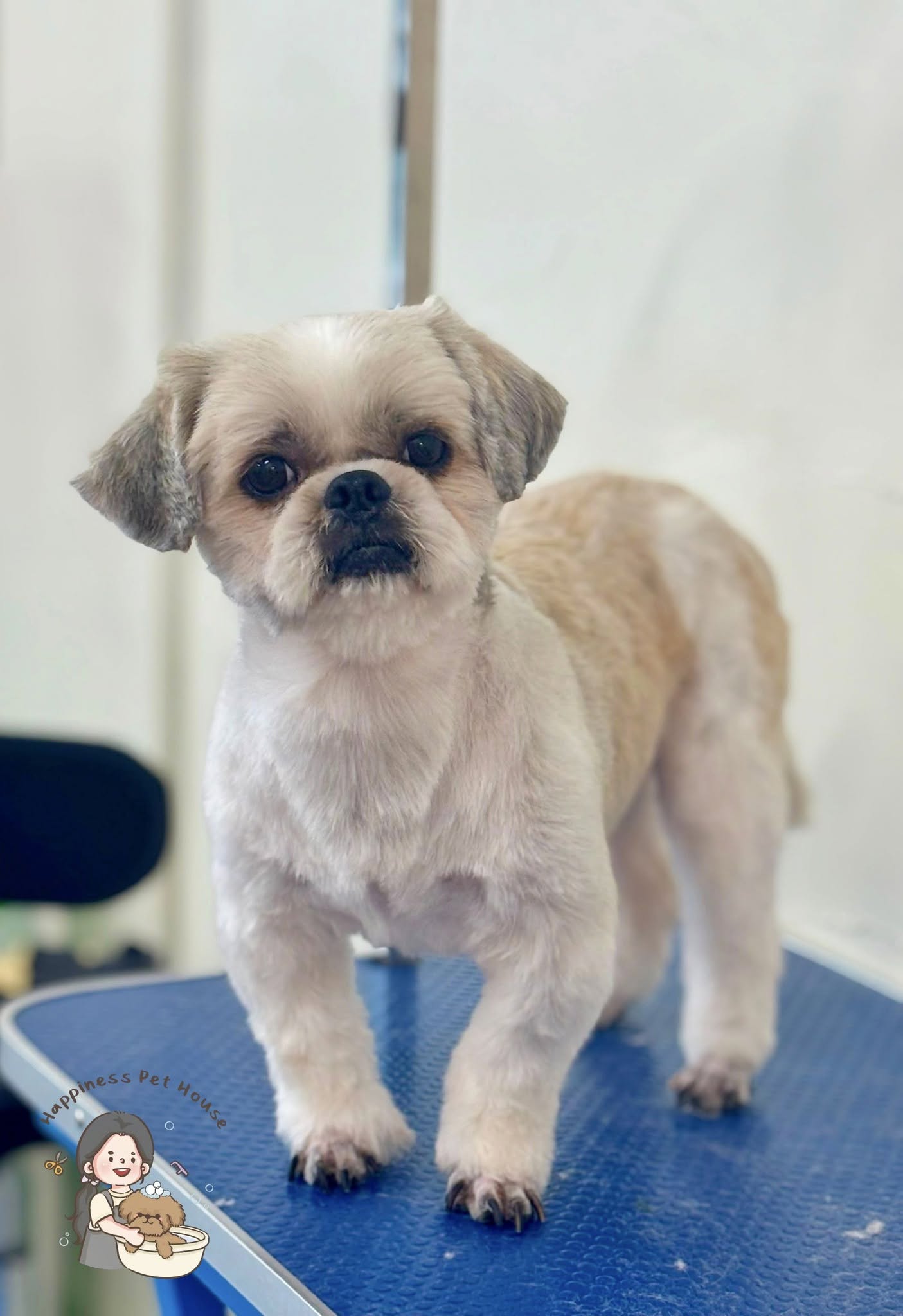 Dog and cat grooming in Tampin